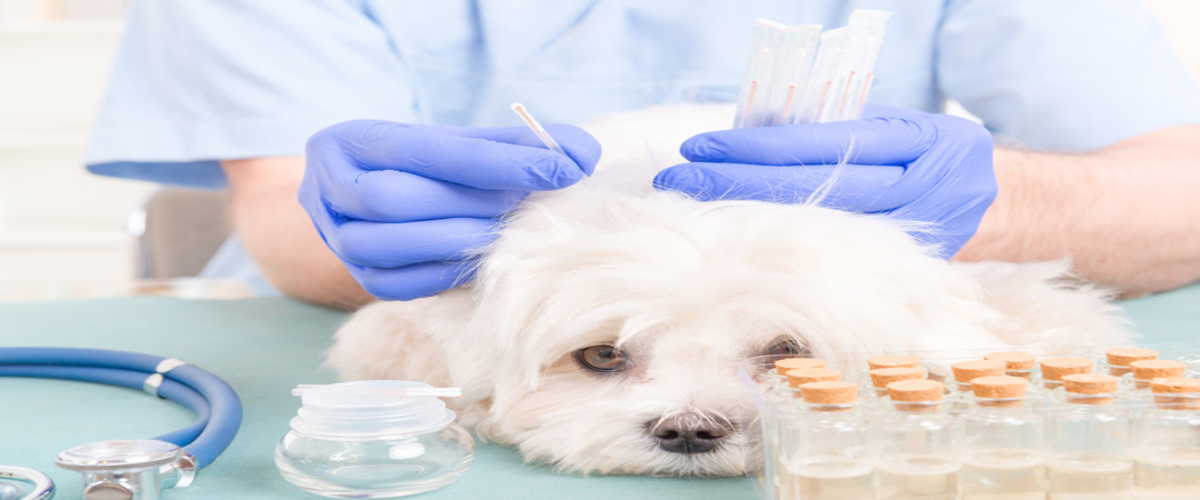 Angel City Animal Hospital
