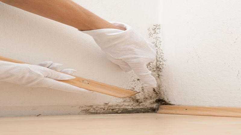 Mold Assesment Melbourne FL