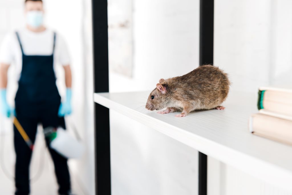 Above and Beyond Pest Control