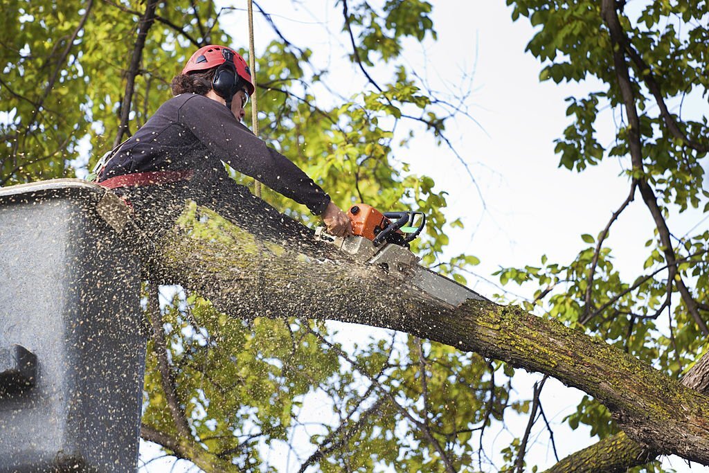 A & J Tree Services – Pomona