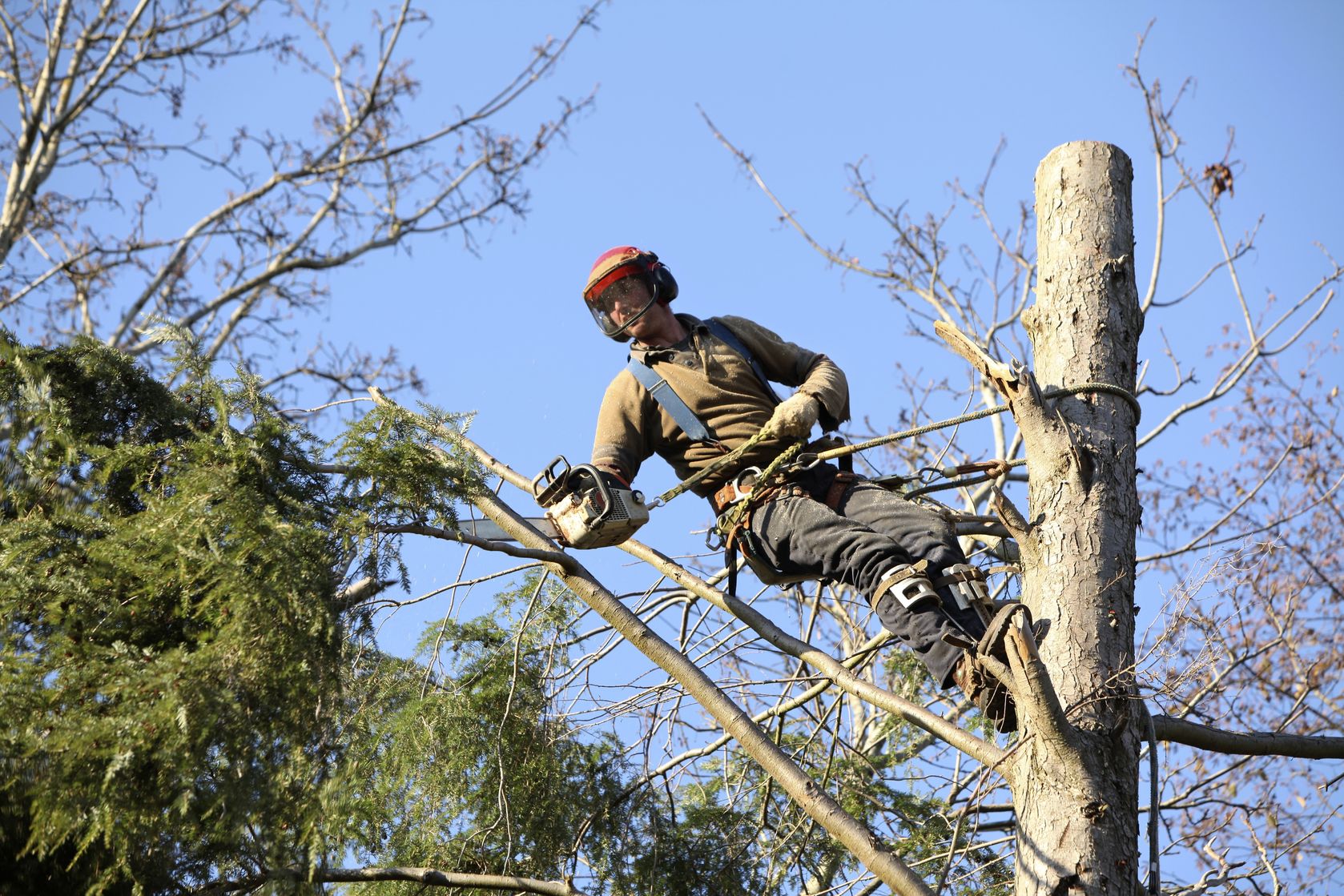 Greenway Tree Service