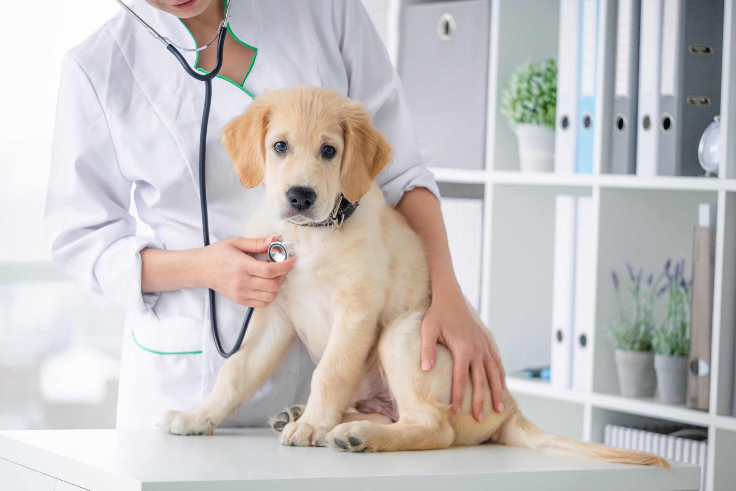 Sunset Lakes Animal Clinic