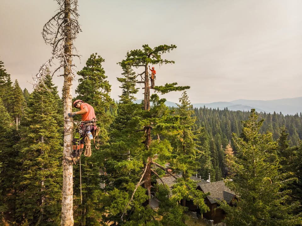 Estate Tree Services
