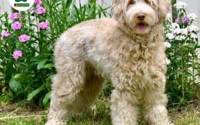 Bark Busters Home Dog Training Salt Lake City