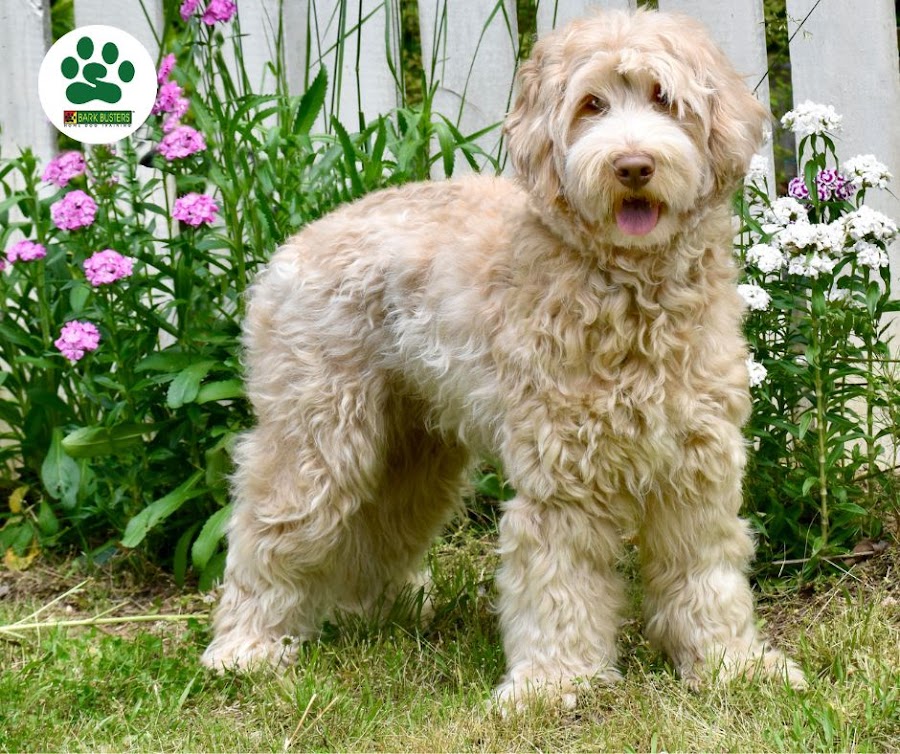 Bark Busters Home Dog Training Salt Lake City