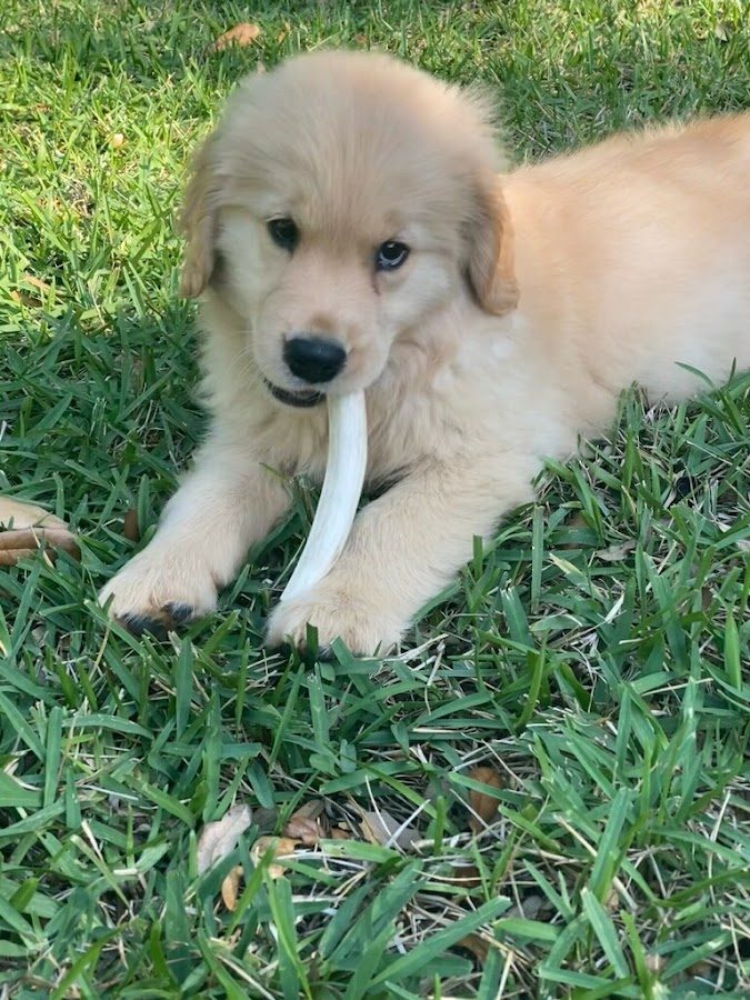 Bark Busters Treasure Coast