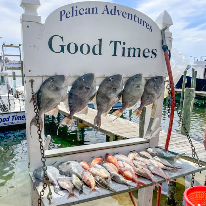 Pelican Adventures