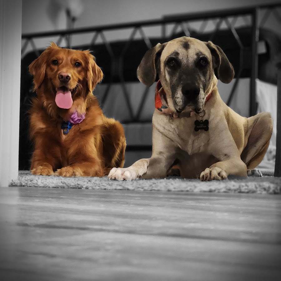Bark Busters Home Dog Training Arlington