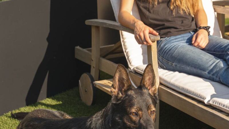 Canine Protection International