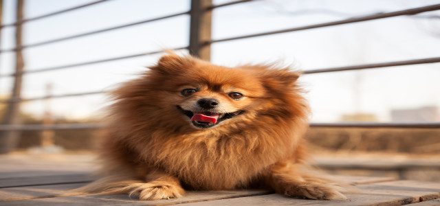 Friends of Homeless Animals